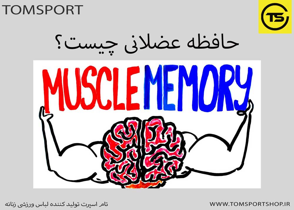 حافظه عضلانی